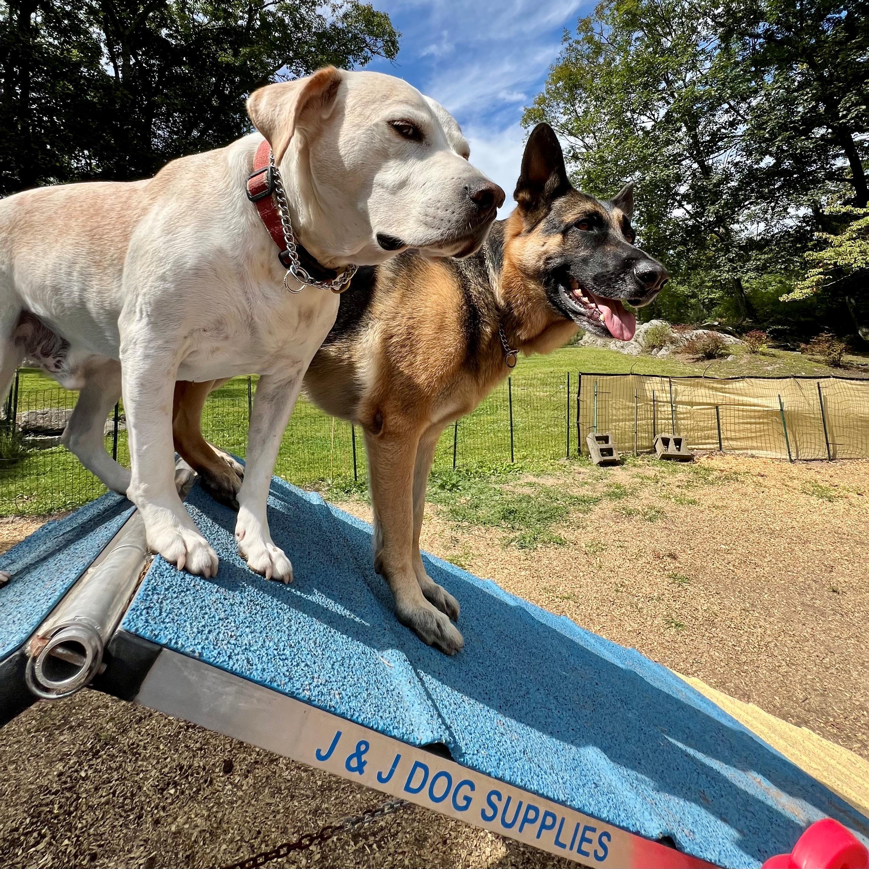 Working K9 and handler