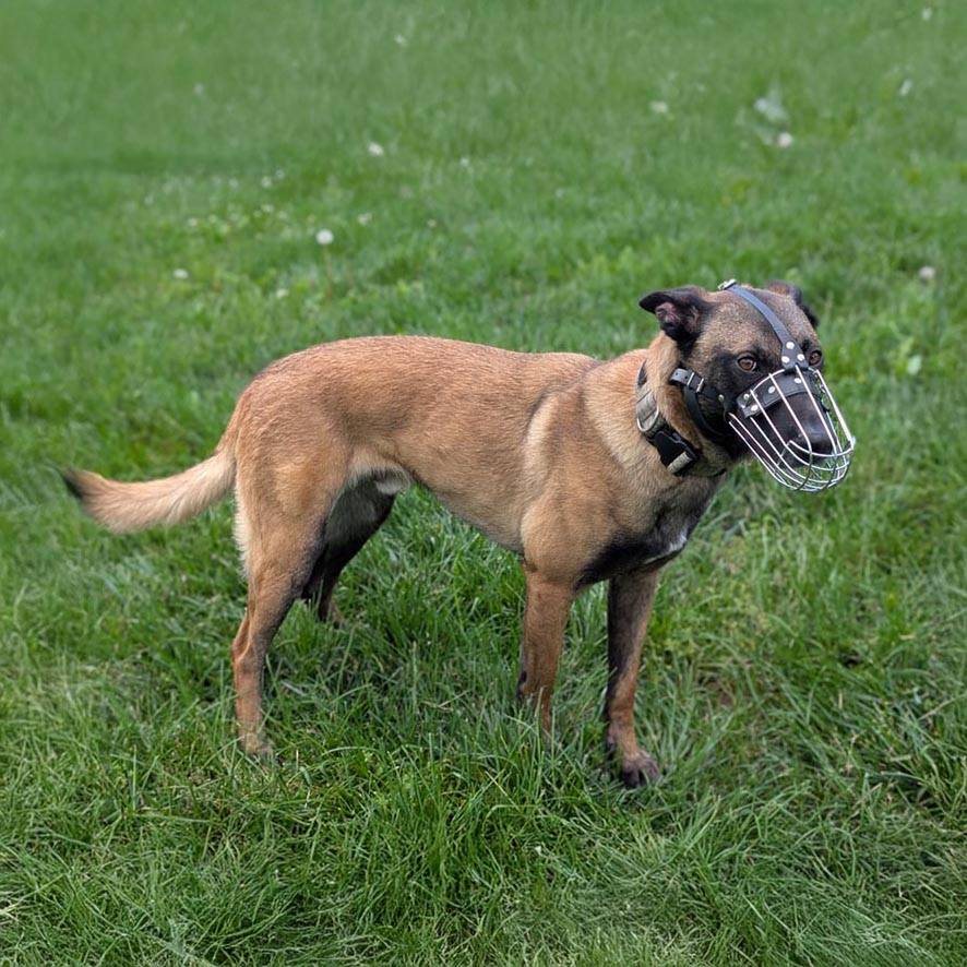 K9 veteran profile