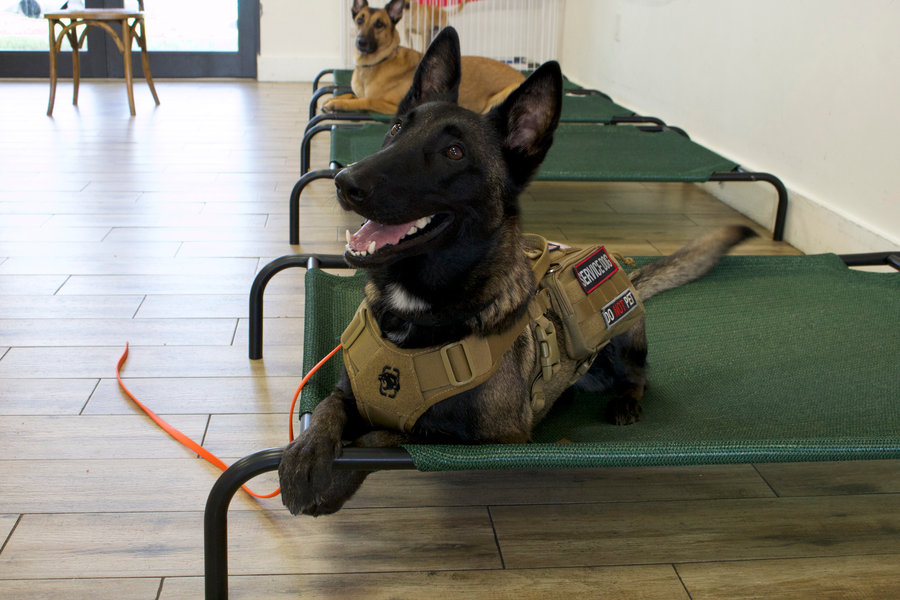 K9VA early training and bonding session